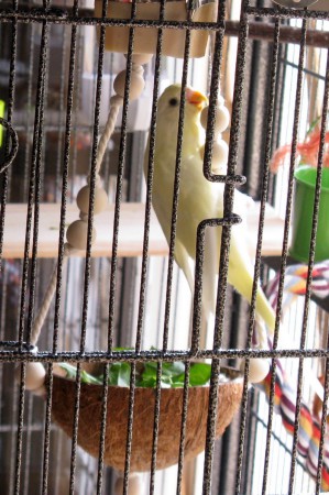 Voici Coco qui, malheureusement, nous a quitté en début d'année 2013...